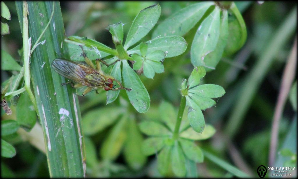 Scatophaga da id.